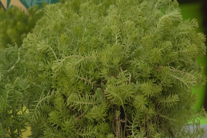 Louisiana Super Plant lemon sedum makes a stellar ground cover 